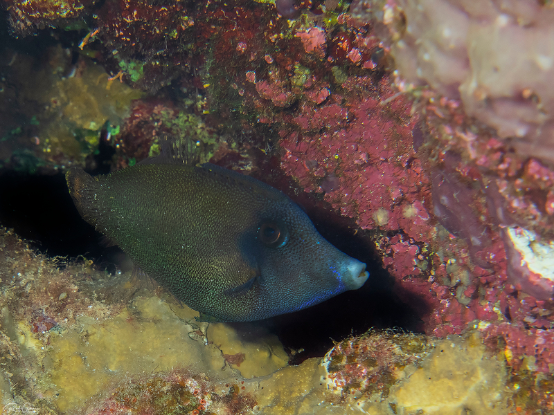 Randall’s Filefish (Pervagor randalli) - a Red Sea endemic species
