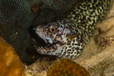 Randall’s Moray