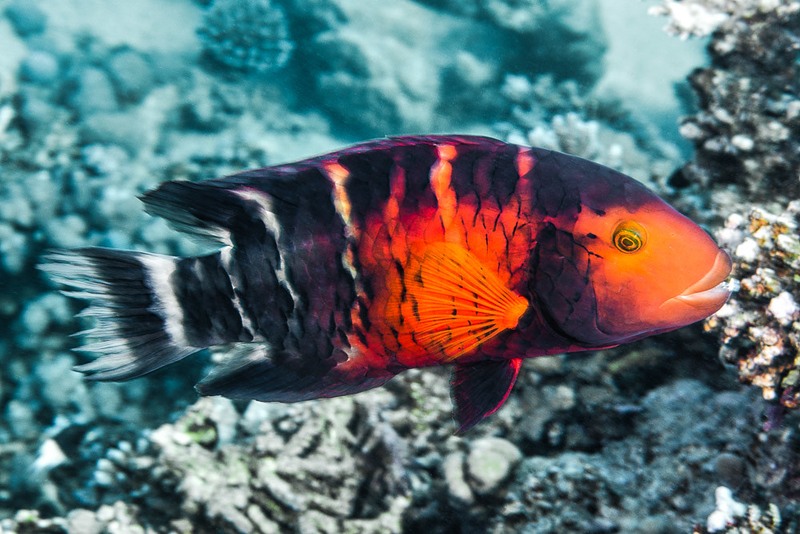 Red-breasted Wrasse (Cheilinus quinquecinctus) - a Red Sea endemic species