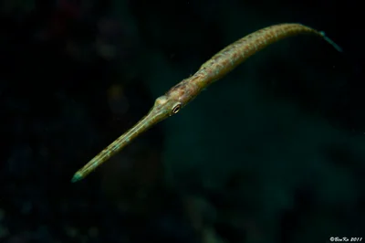 Red Cornetfish