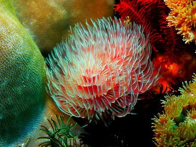 Red Fanworm