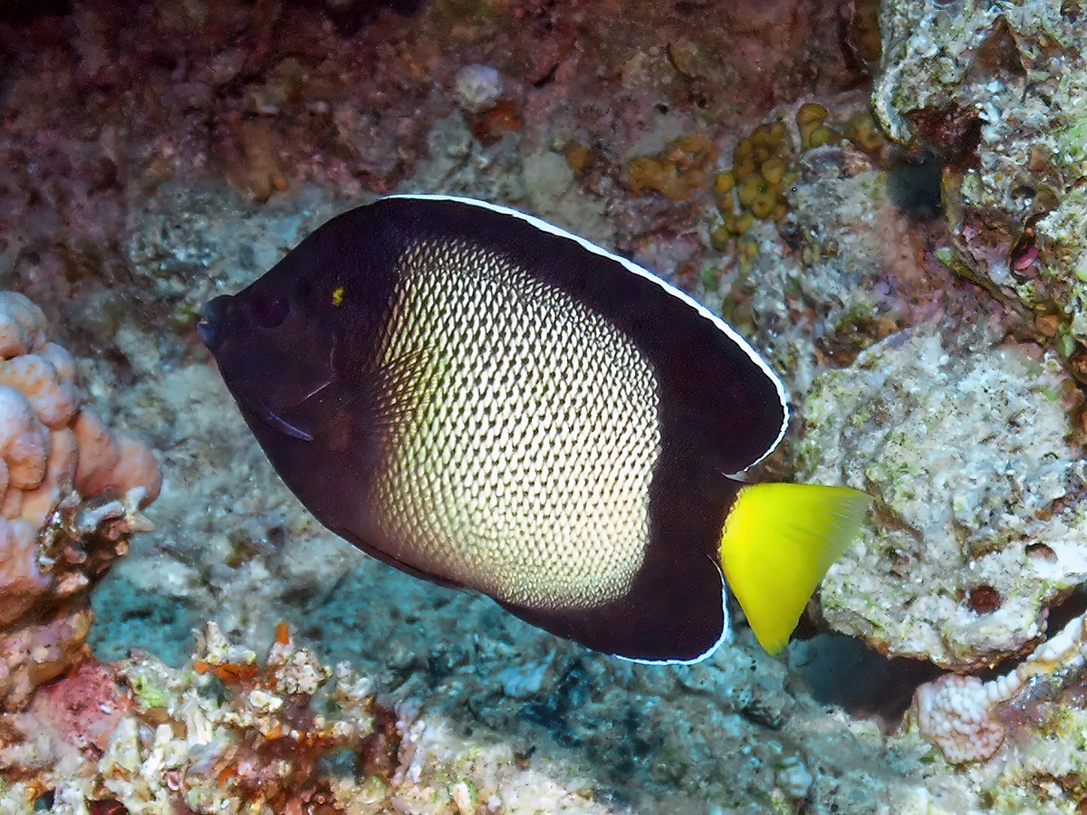 Red Sea Angelfish