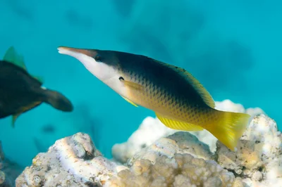 Red Sea Bird Wrasse