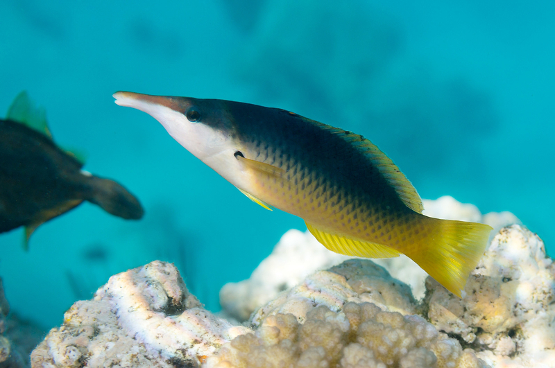 Red Sea Bird Wrasse (Gomphosus klunzingeri) - a Red Sea endemic species