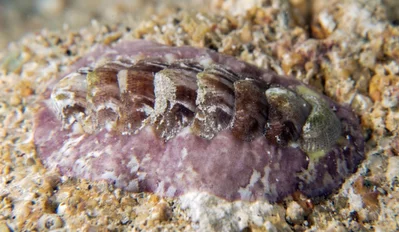 Red Sea Chiton