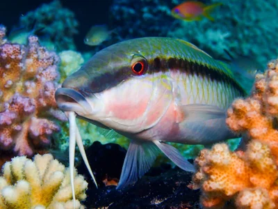 Red Sea Goatfish