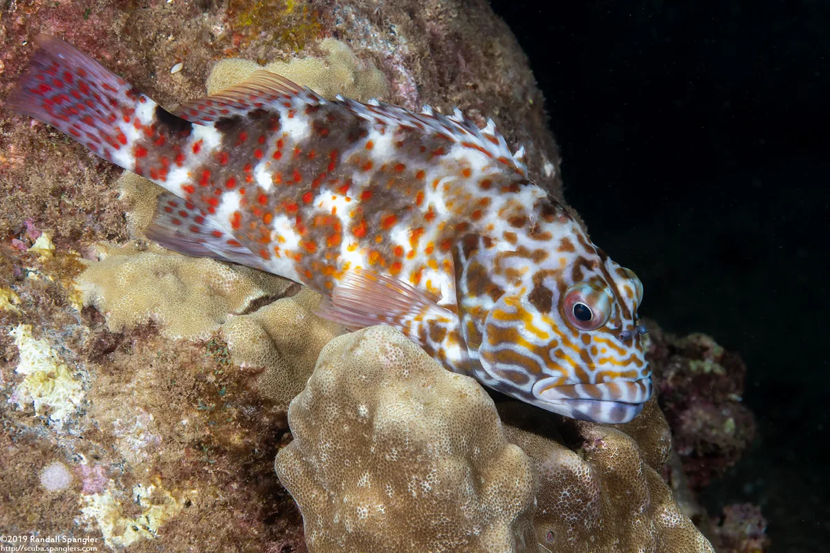 Stocky Hawkfish