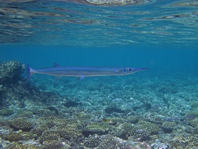 Red Sea Houndfish