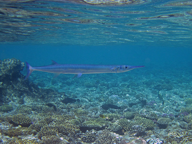 Red Sea Houndfish (Tylosurus choram) - dangerous marine animal in the Red Sea