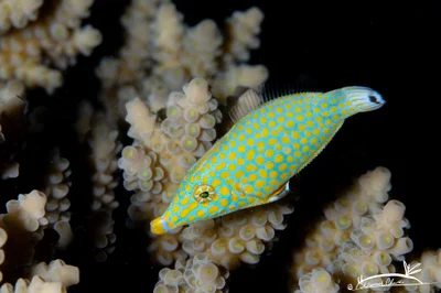 Red Sea Longnose Filefish