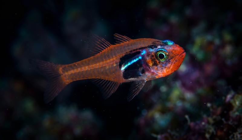 Red Sea Nymph Cardinalfish (Cercamia spio) - a Red Sea endemic species