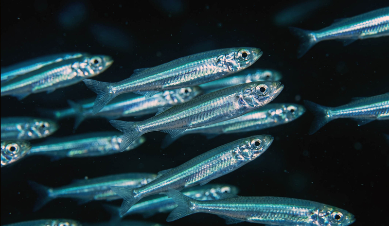Red Sea Silverside (Hypoatherina golanii) - a Red Sea endemic species