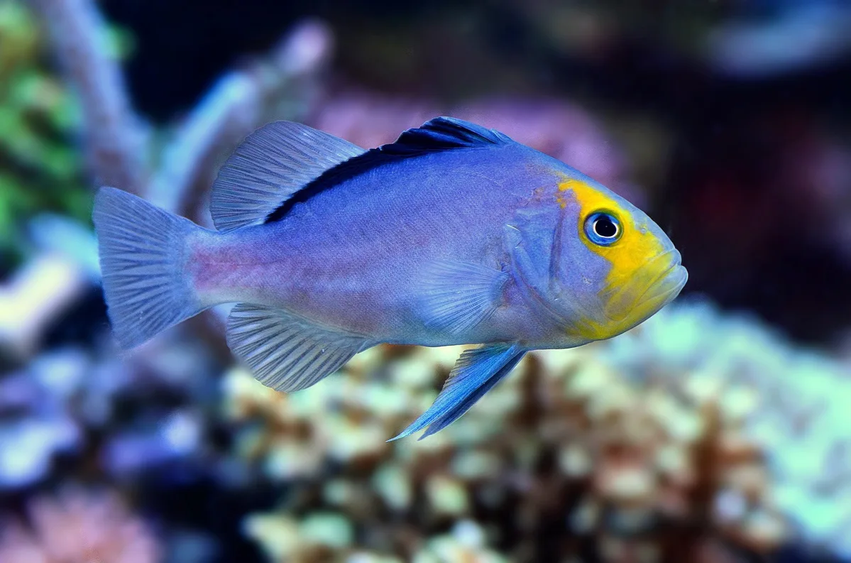Red Sea Soapfish