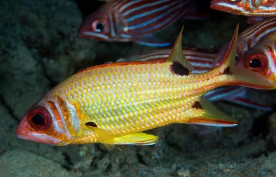 Red Sea Squirrelfish