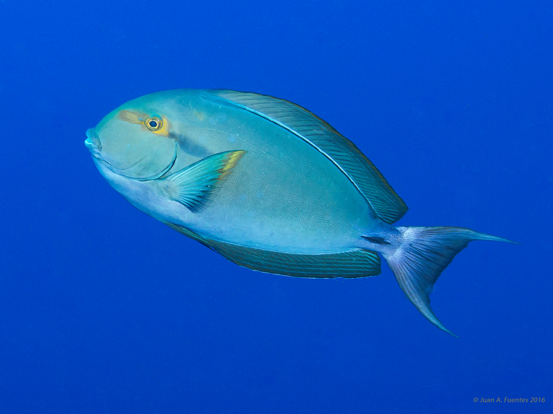 Red Sea Surgeonfish (Acanthurus gahhm) - a Red Sea endemic species