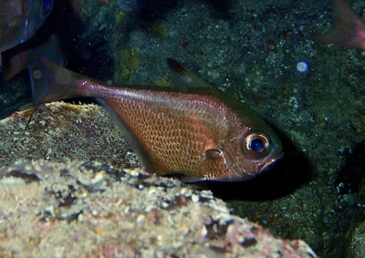 Red Sea Sweeper