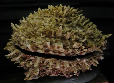 Red Sea Thorny Oyster
