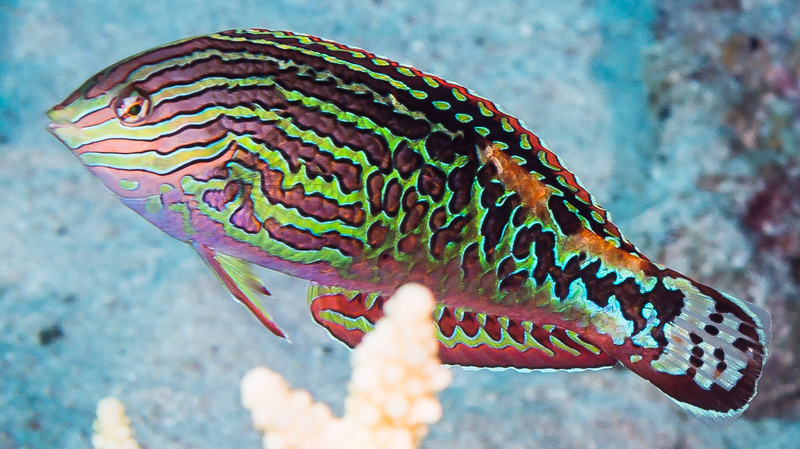 Red Sea Vermiculate Wrasse (Macropharyngodon marisrubri) - a Red Sea endemic species