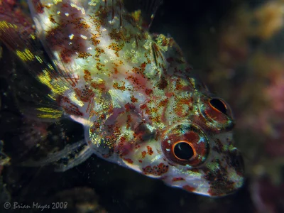 Red Triplefin