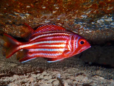 Redcoat Squirrelfish