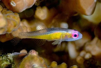 Redeye Goby