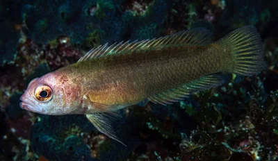 Redhead Dottyback