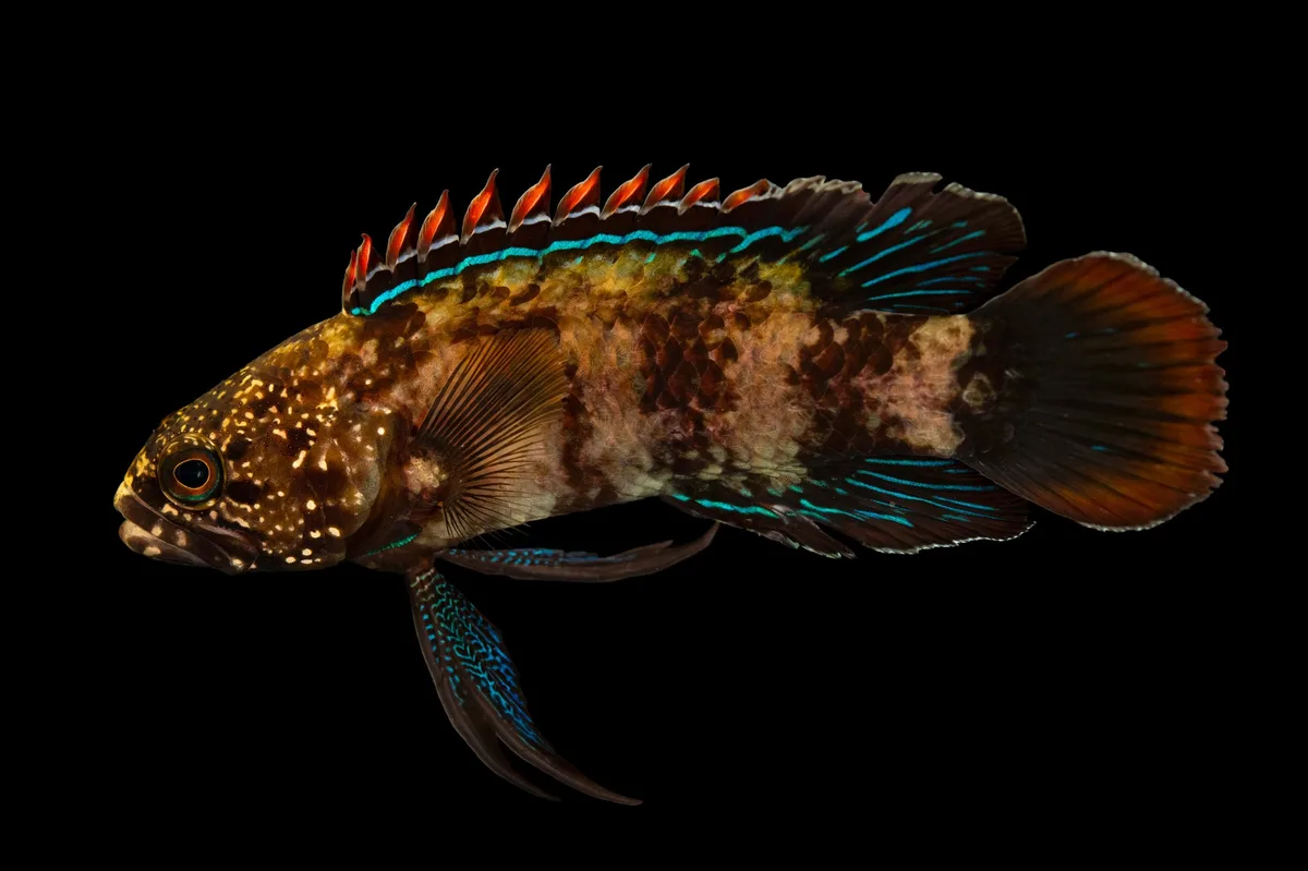 Redtipped Longfin