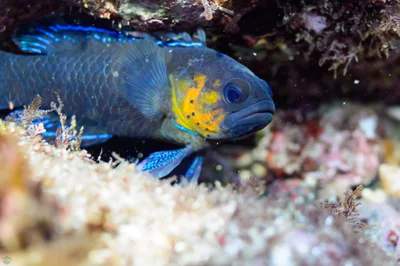 Redtipped Longfin