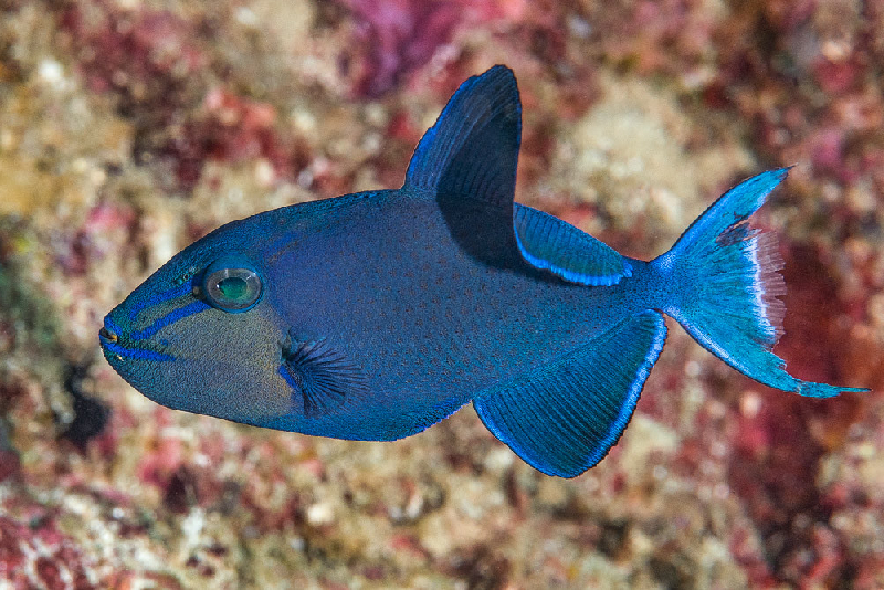 Redtooth Triggerfish (Odonus niger) - dangerous marine animal in the Red Sea
