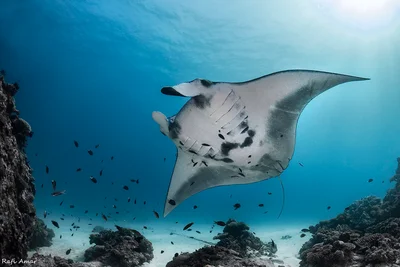 Reef Manta Ray