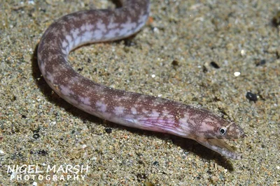 Reticulate Snakemoray