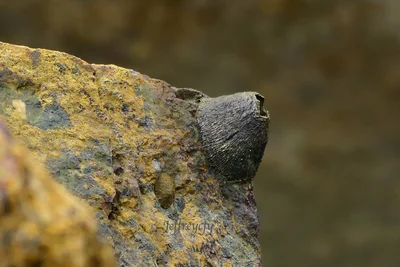 Ribbed Rock Barnacle