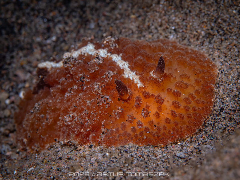 Ridged Granulated Dorid (Atagema intecta) - dangerous marine animal in the Red Sea