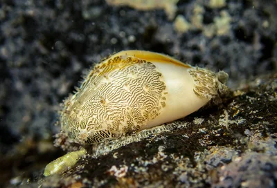 Ring Cowrie