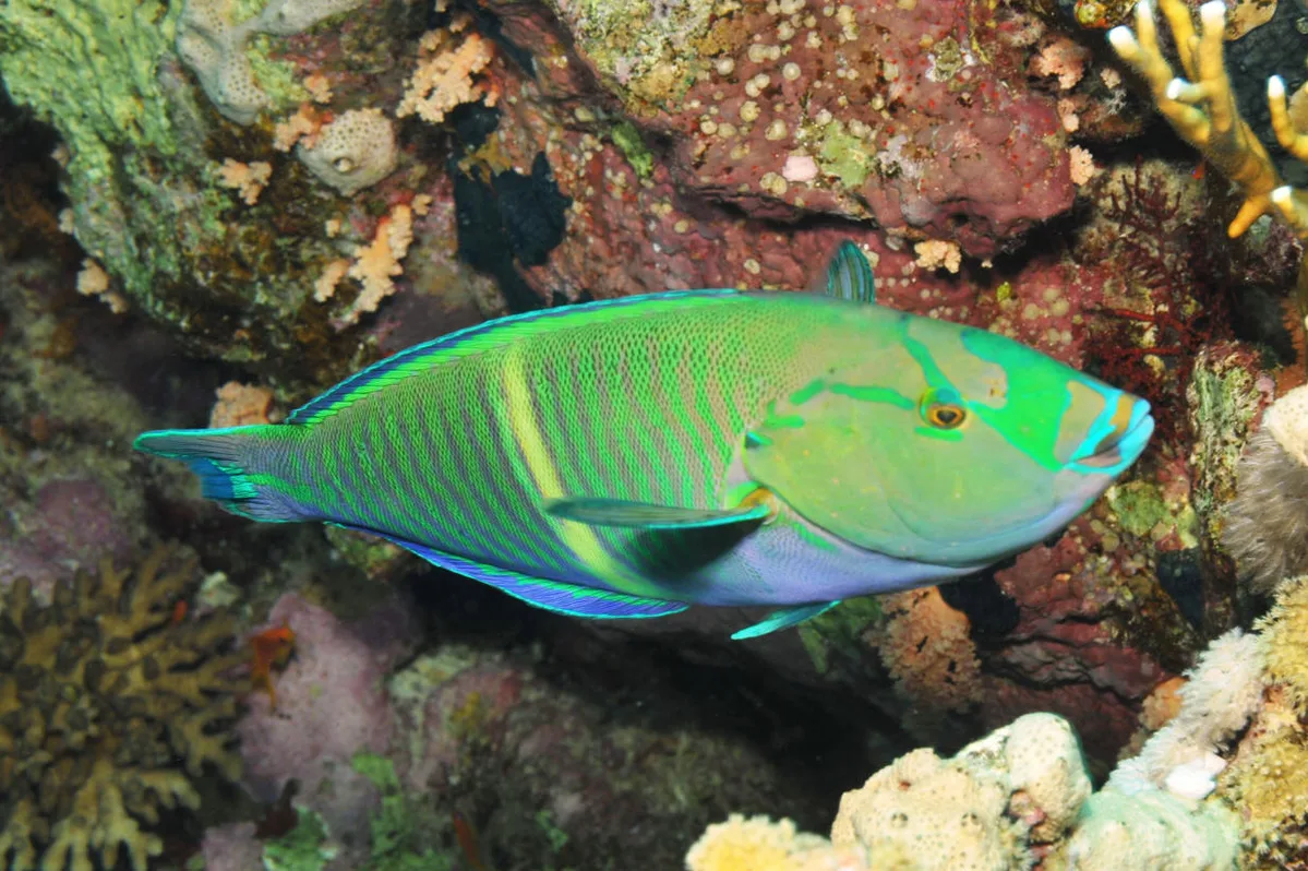 Ring Wrasse