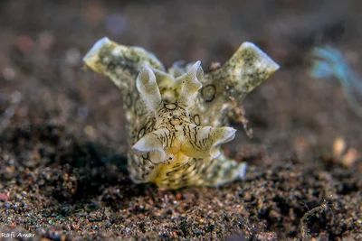 Ringed Sea Hare
