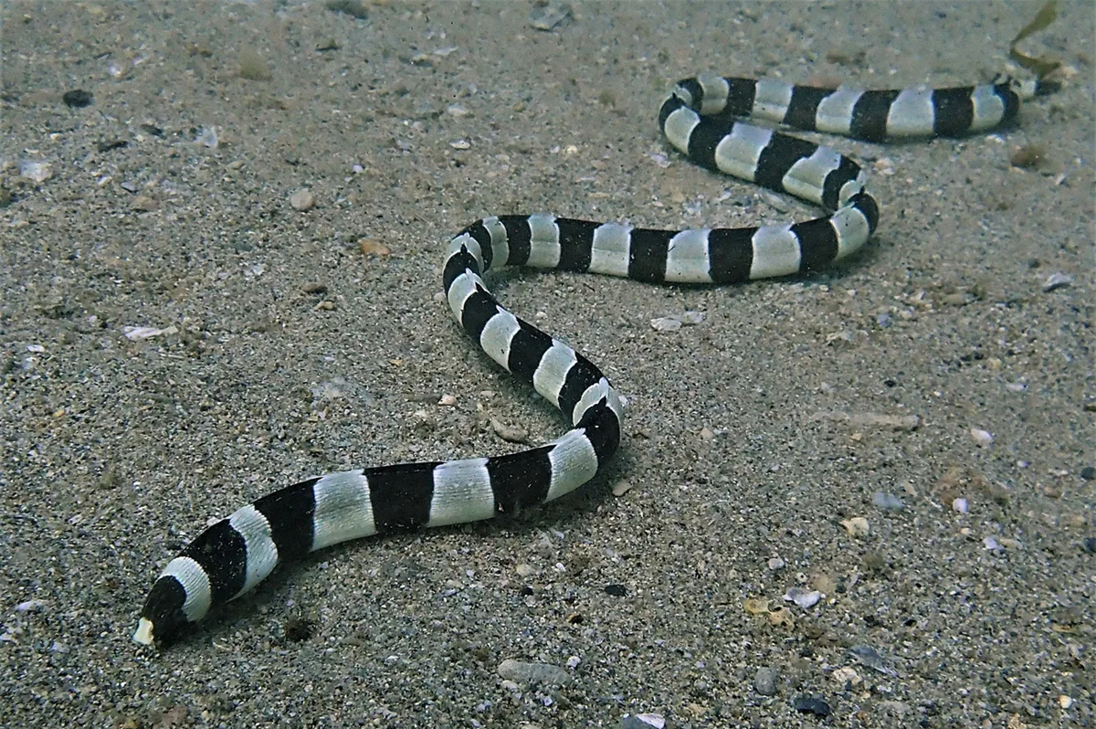 Ringed Snake Eel