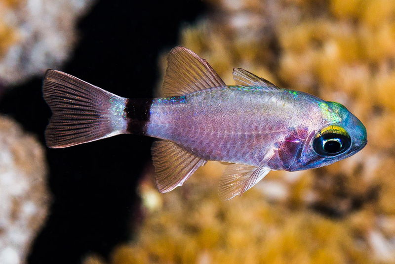 Ringtail Cardinalfish (Nectamia annularis) - a Red Sea endemic species