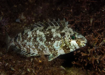 Rivulated Rabbitfish