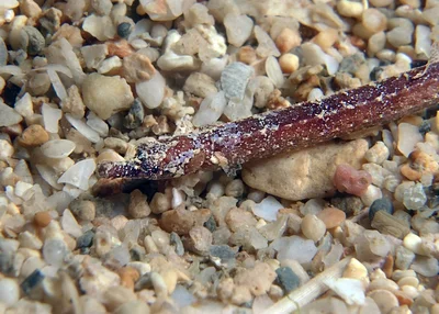 Rock Pipefish