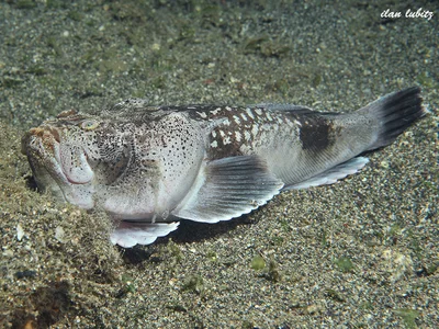 Rosette-Spotted Stargazer