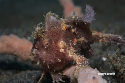 Rosy Frogfish
