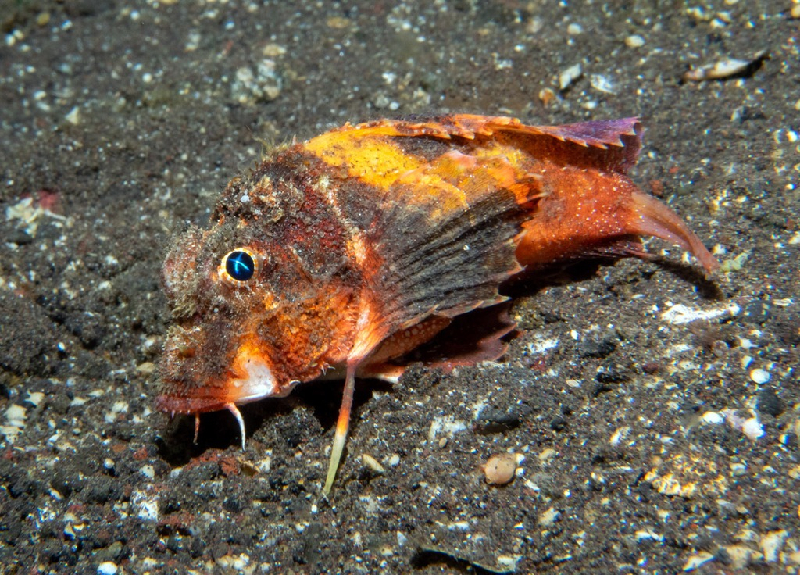 Rough-Head Stingfish (Minous trachycephalus) - dangerous marine animal in the Red Sea
