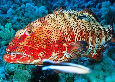 Roving Coralgrouper