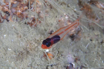 Ruby Cardinalfish