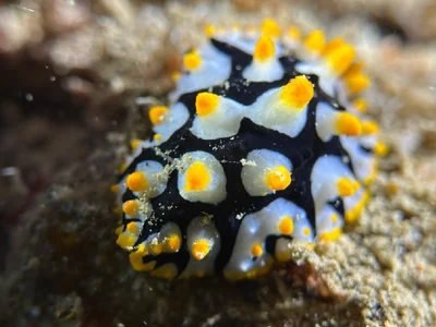 Rüppell's Wart Slug