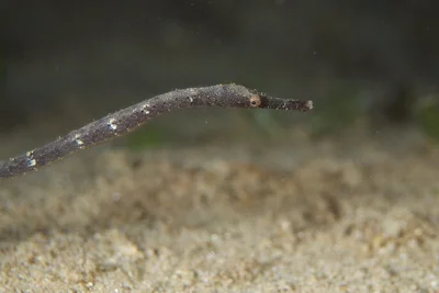 Samoan Pipefish
