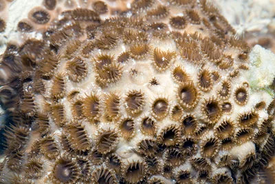 Sand Zoanthid