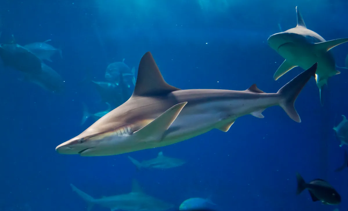 Sandbar Shark