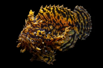 Sargassum Fish